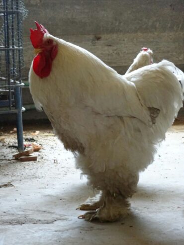 White Heavy Buff Pair Available