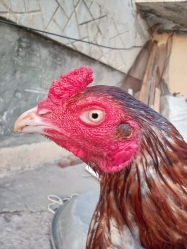 Top quality patha for sale