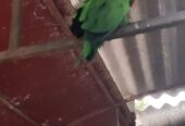 Eclectus parrot