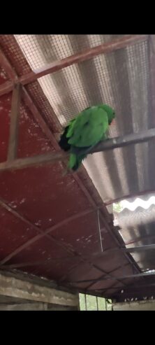 Eclectus parrot