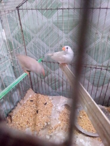 For sale
