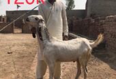 Bakry for qurbani