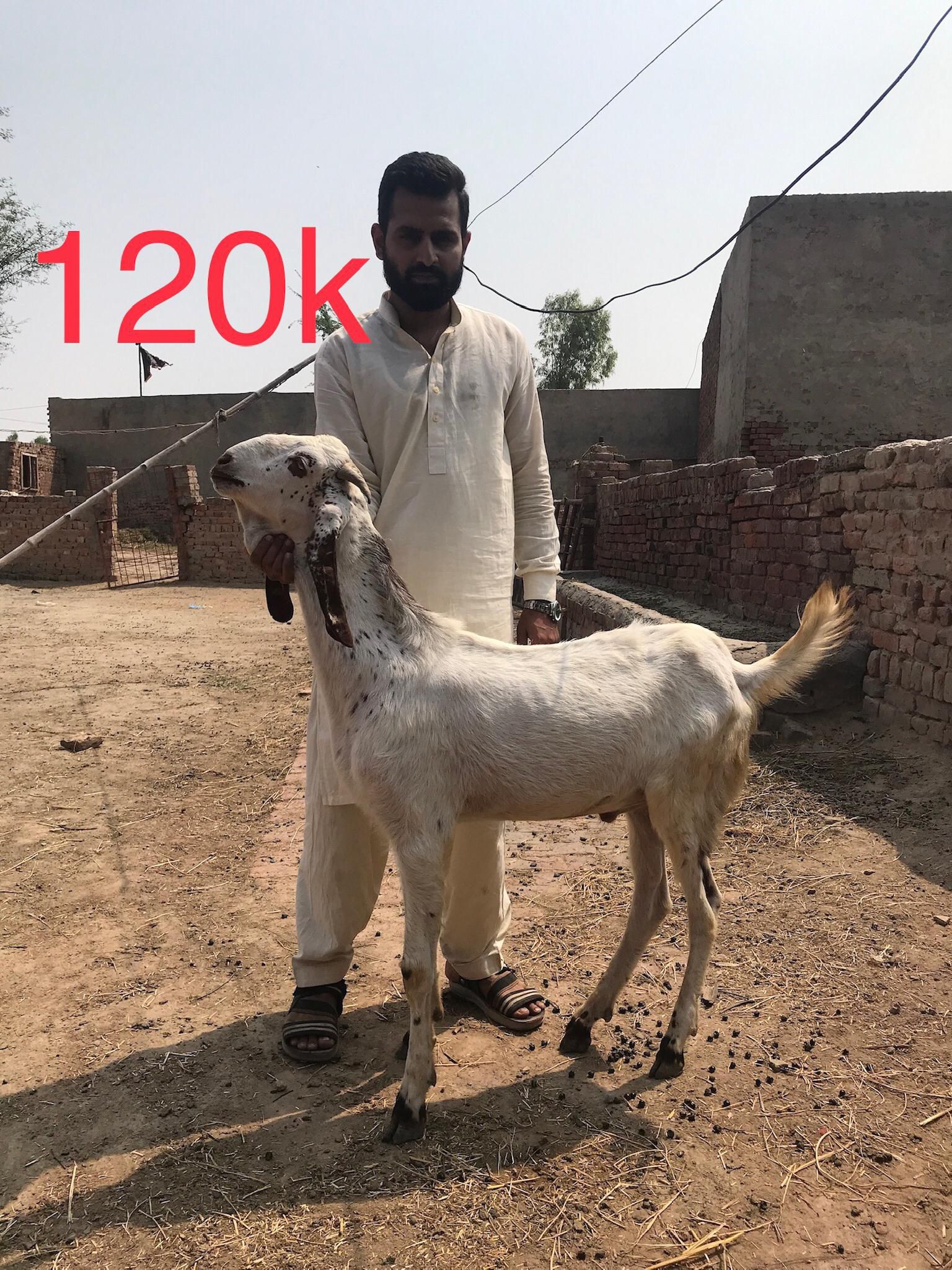 Bakry for qurbani