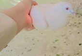 Pure white peigon