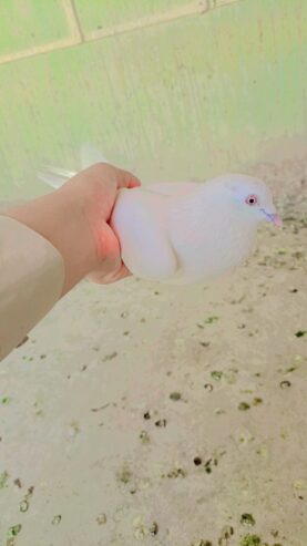 Pure white peigon