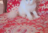Persian Cat Female