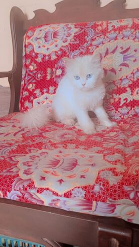 Persian Cat Female