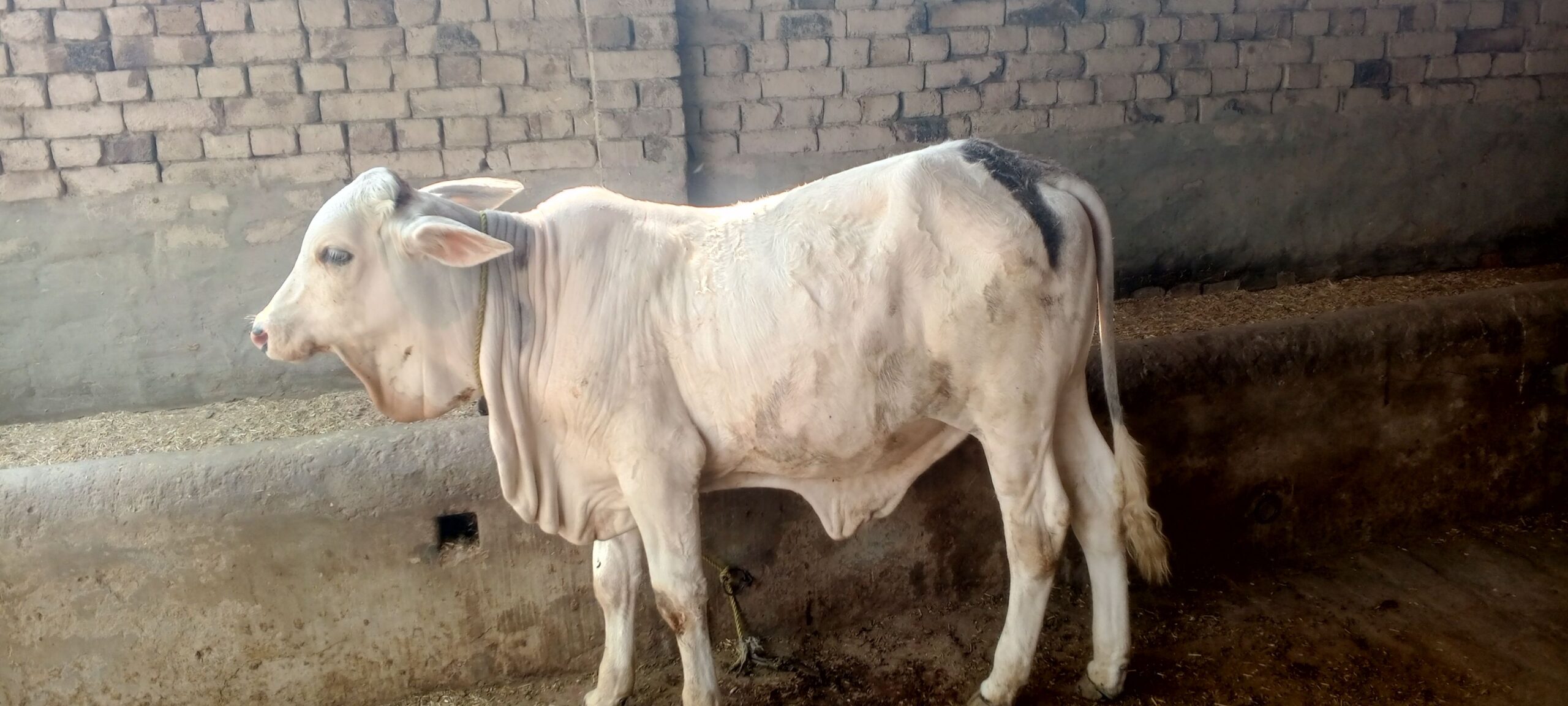 Ablakh nukra