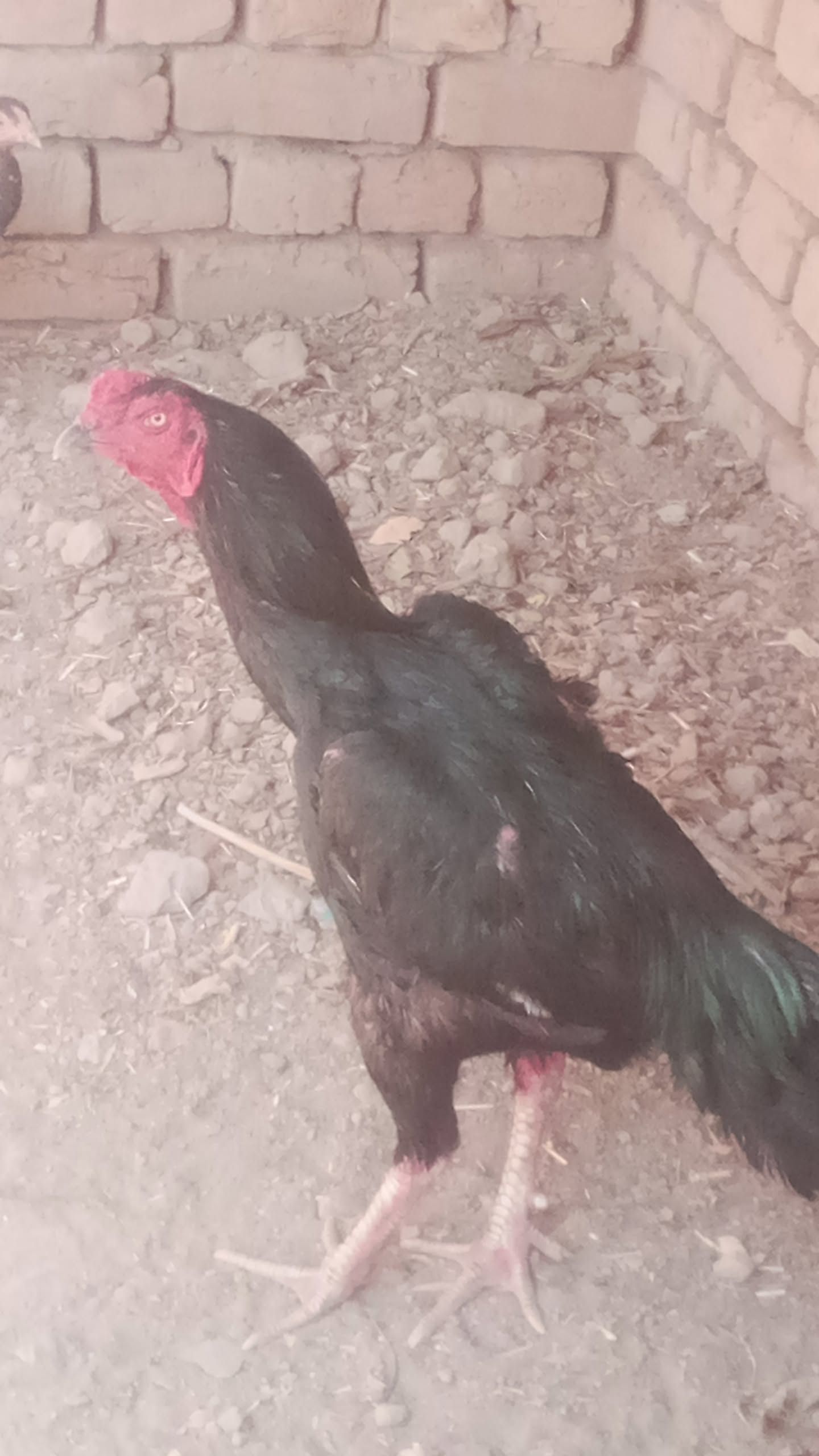 Pakistani cross aseel murga