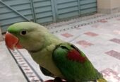 Raw parrot 🦜