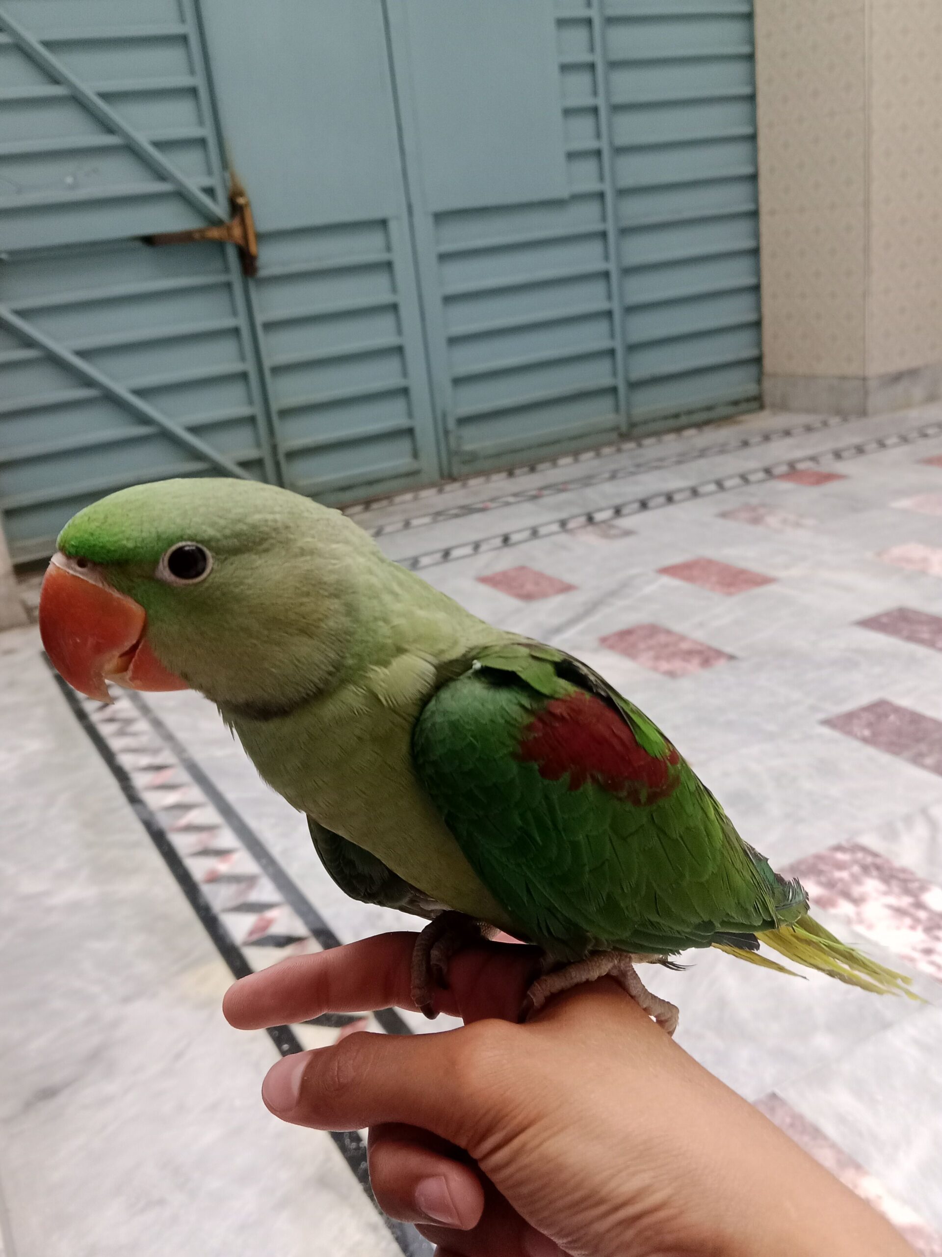 Raw parrot 🦜