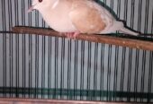 Male dove