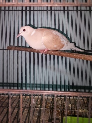 Male dove
