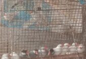 Bajri parrot