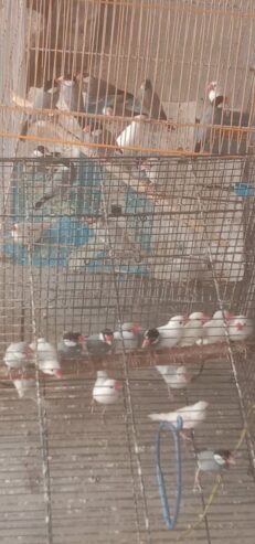 Bajri parrot