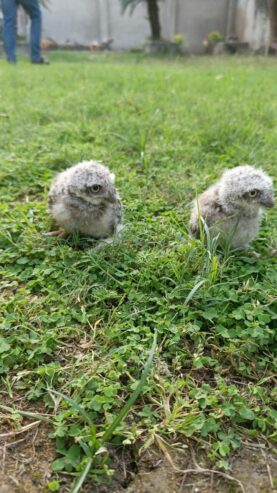 Pokit owl baby available