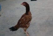 Aseel pathia for sale