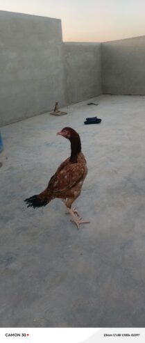 Aseel pathia for sale