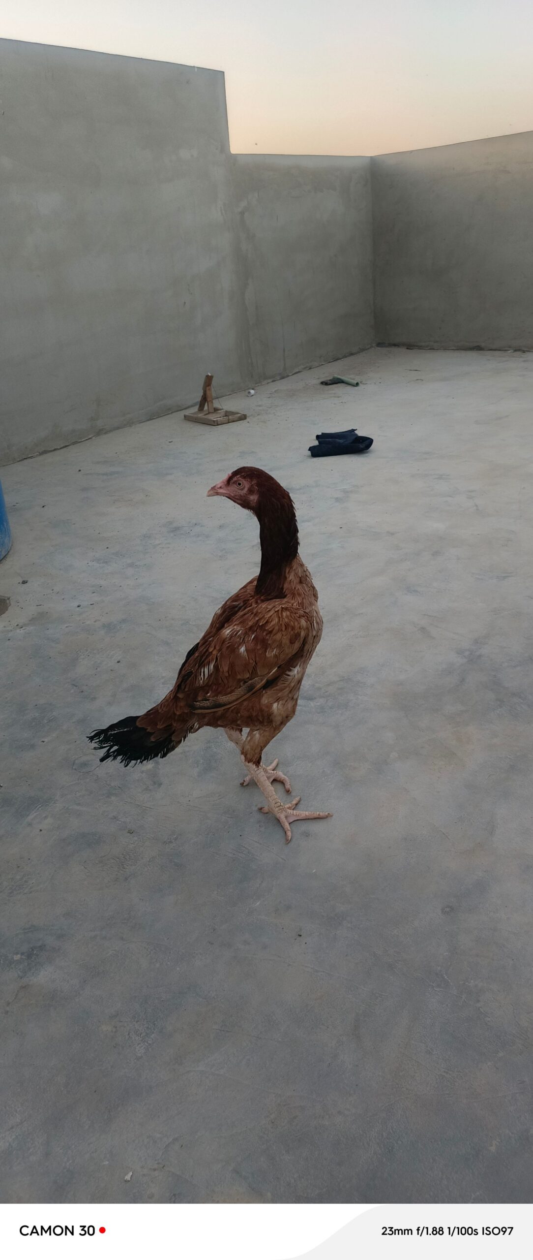 Aseel pathia for sale
