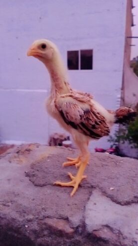 Shamo chiks avilable Lasani chiks also avilable high quality. And paper white heera also avilable