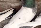 Breeder pair