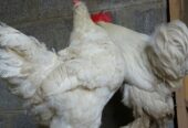 White Heavy Buff Pair Available