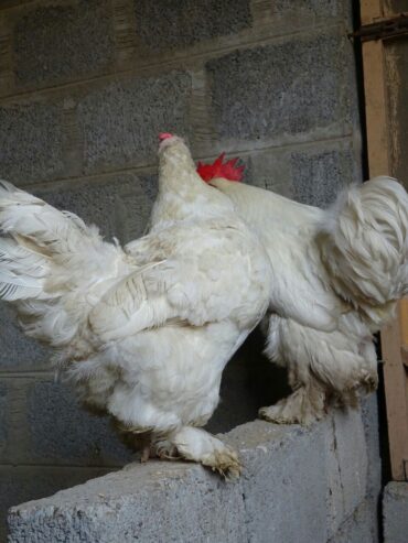 White Heavy Buff Pair Available