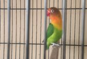 Love birds