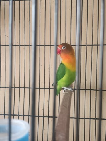 Love birds