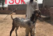 Bakry for qurbani