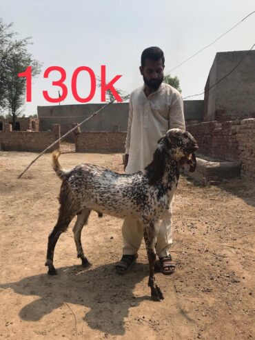 Bakry for qurbani