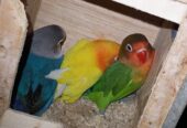 Mix love birds