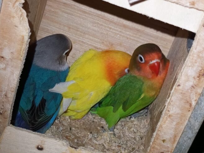 Mix love birds