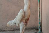 White shamoo yang Male for sale