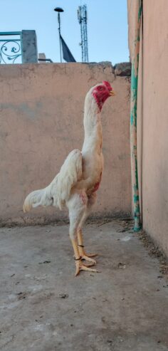 White shamoo yang Male for sale