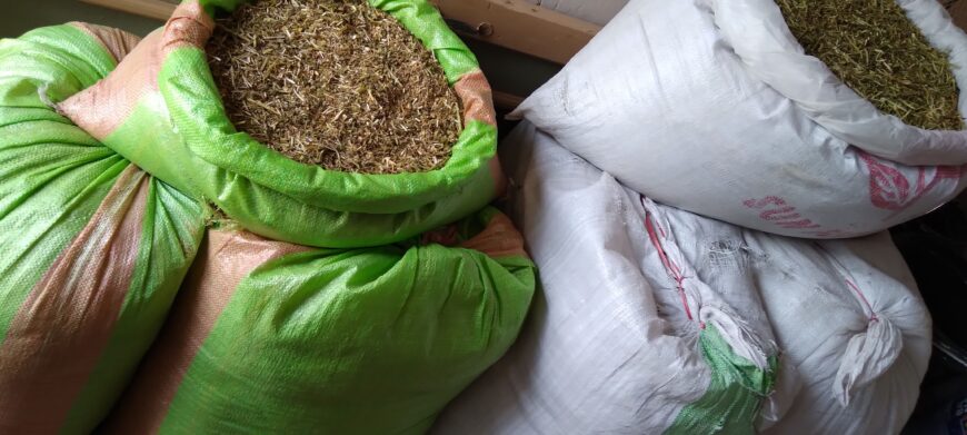 Alfa Alfa | Khushk Lusan | Hay | Alfalfa | Losan | Wanda | Dana