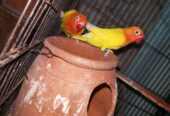 Mix love birds