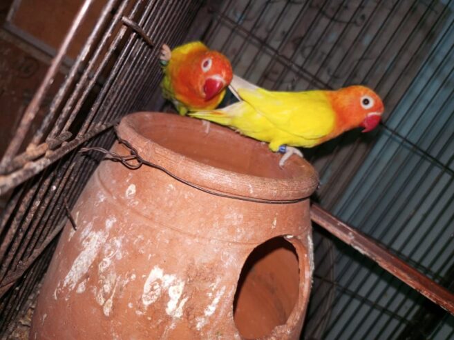 Mix love birds