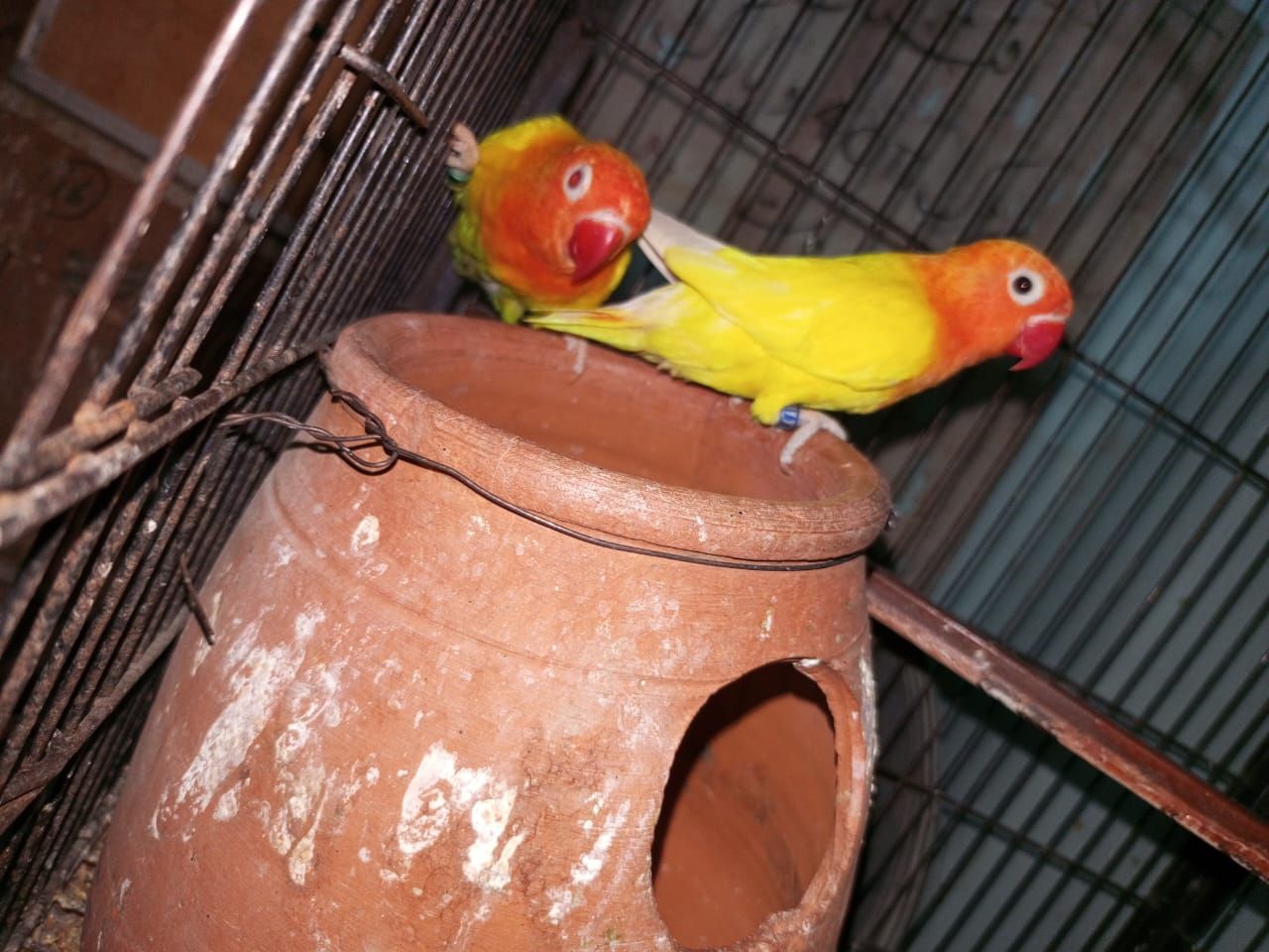 Mix love birds