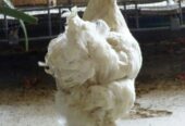 White Heavy Buff Pair Available