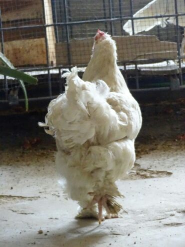 White Heavy Buff Pair Available