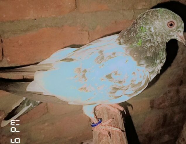 Pigeon