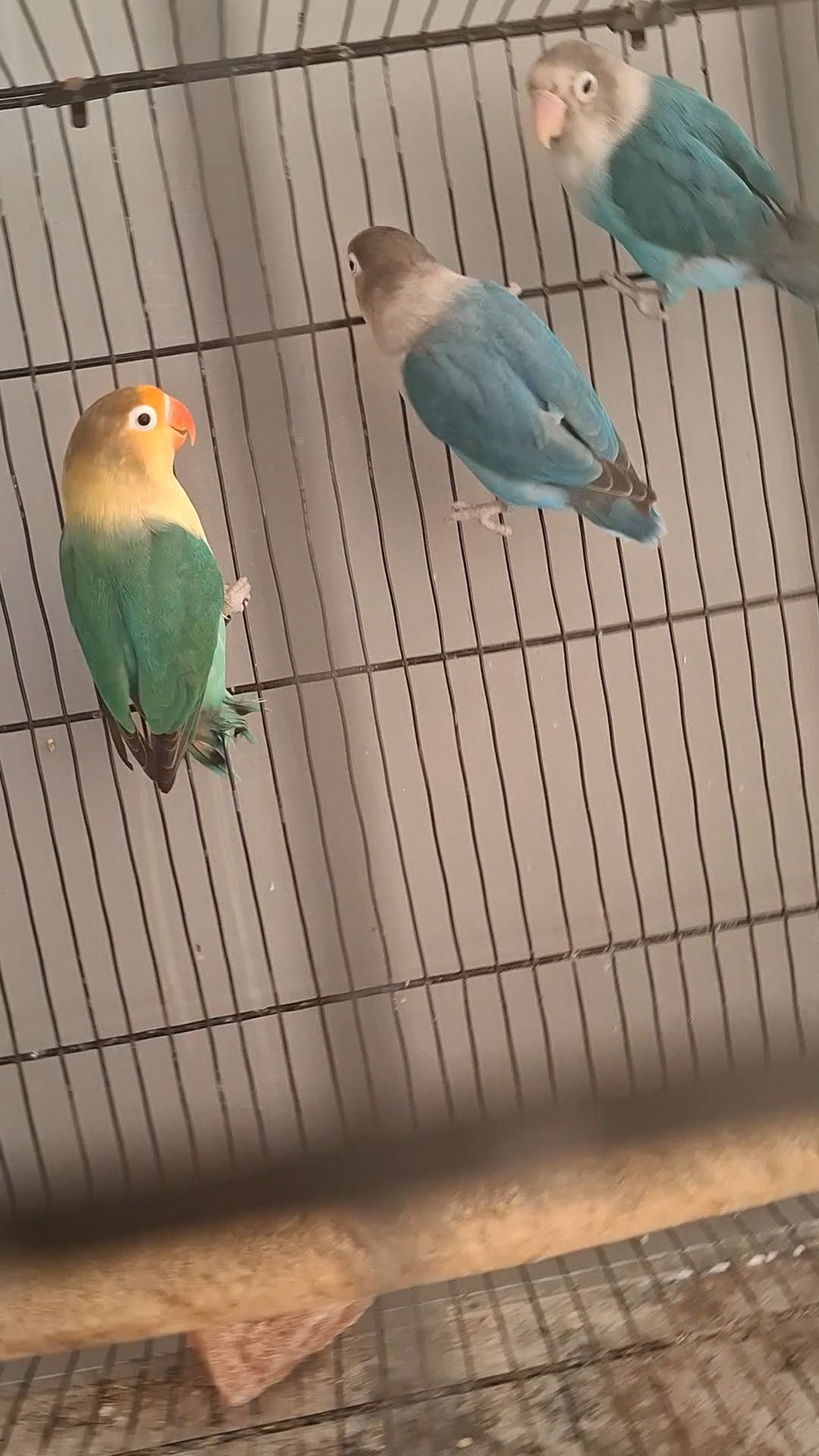 Love birds