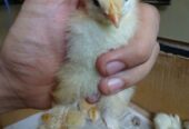 Golden Heavy Buff Chicks Available
