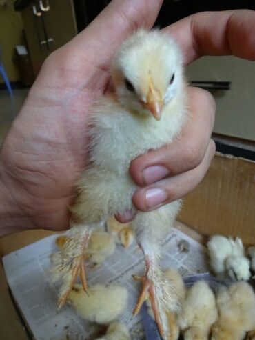 Golden Heavy Buff Chicks Available