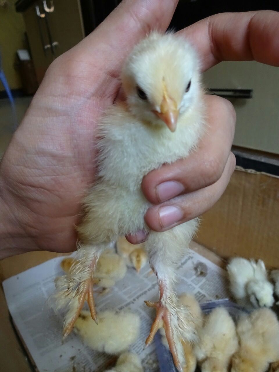 Golden Heavy Buff Chicks Available