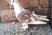 2 male for sale