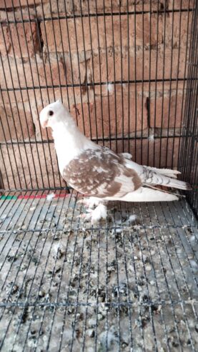 2 male for sale