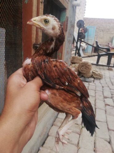 Aseel chiks
