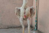 White shamoo yang Male for sale
